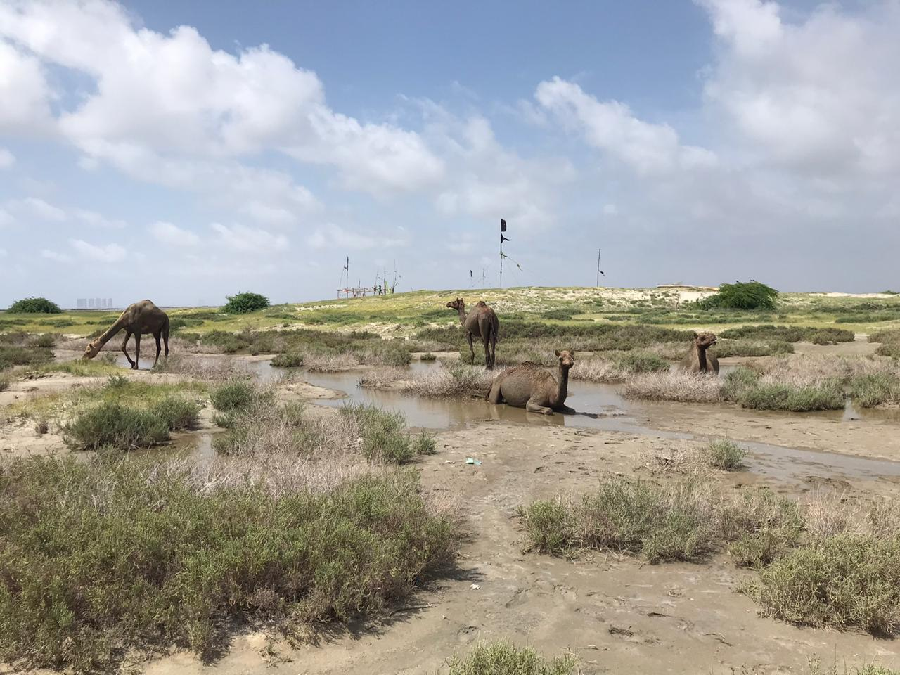 dingi and bhandar the disputed is lands off karachi s shore