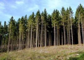 are k p s forest policies a cycle of mismanagement