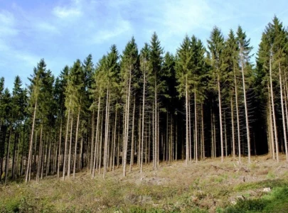 are k p s forest policies a cycle of mismanagement are k p s forest policies a cycle of mismanagement