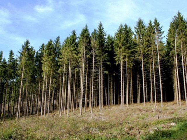 are k p s forest policies a cycle of mismanagement are k p s forest policies a cycle of mismanagement