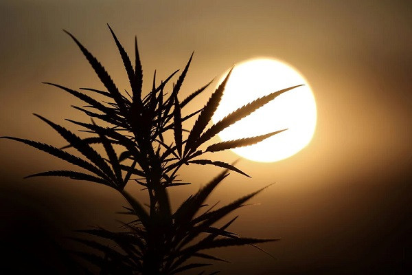 leaves of a carmagnola hemp strain plant are silhouetted as the sun sets at a medical cannabis plantation in trikala greece august 29 2019 photo reuters