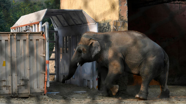 the plight of kavaan highlighted dire conditions at the islamabad zoo afp file the plight of kavaan highlighted dire conditions at the islamabad zoo afp file