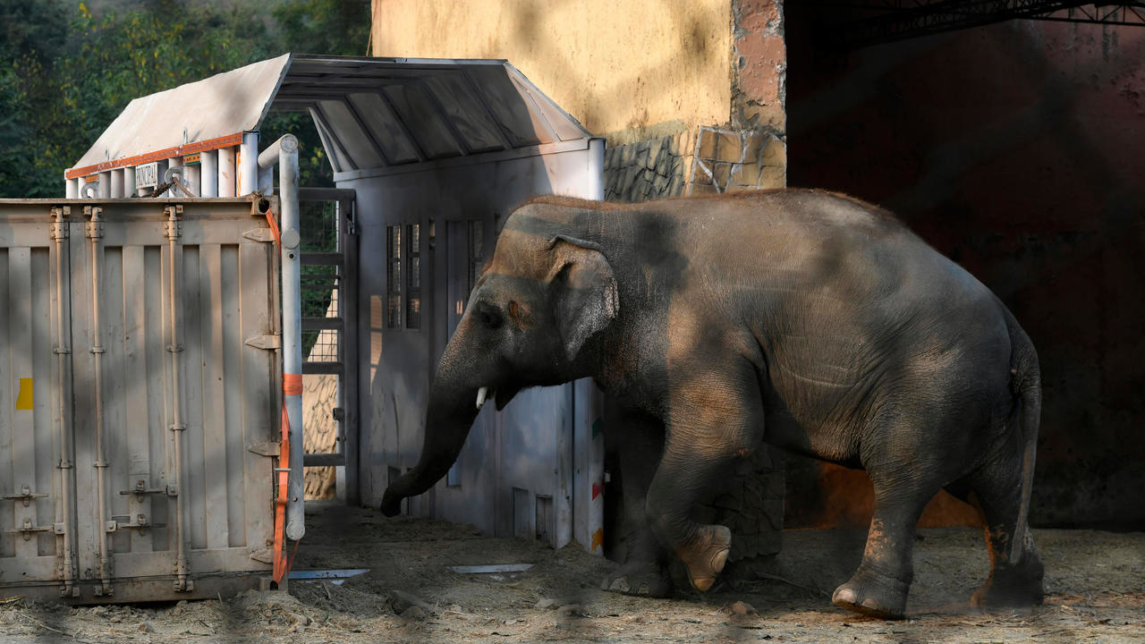 islamabad s only zoo shuts after last animals moved