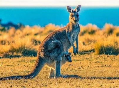 authorities investigate mass kangaroo deaths in australia authorities investigate mass kangaroo deaths in australia