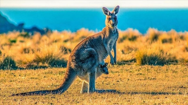 authorities investigate mass kangaroo deaths in australia authorities investigate mass kangaroo deaths in australia