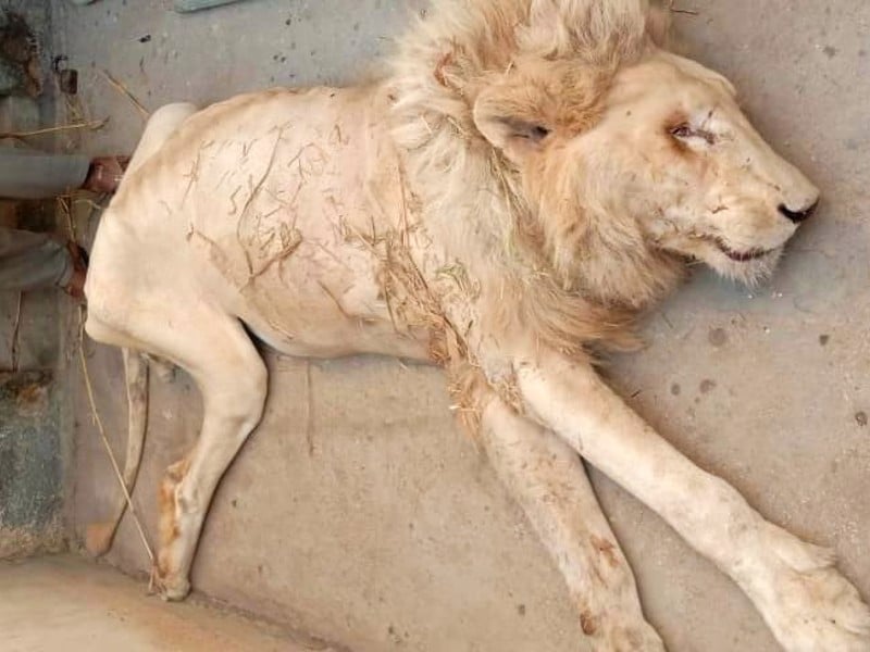 the age of lion was between 18 and 20 years old and brought to karachi zoo from africa photo express