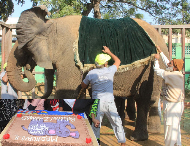 a female elephant at karachi zoo named madhubala turned 16 years old on friday photo express