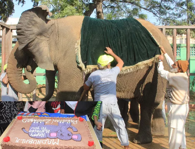 a female elephant at karachi zoo named madhubala turned 16 years old on friday photo express a female elephant at karachi zoo named madhubala turned 16 years old on friday photo express