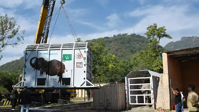 world s loneliest elephant heads to cambodia after cher campaign world s loneliest elephant heads to cambodia after cher campaign