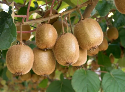 pakistan a potential supplier to global kiwifruit market