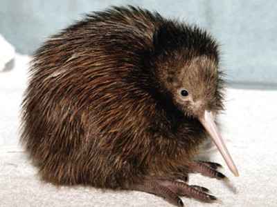 offbeat e kisses and flying kiwis offbeat e kisses and flying kiwis