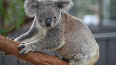 nature at risk of cascading species extinction study nature at risk of cascading species extinction study