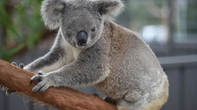 australia s koalas are increasingly threatened by wildfires land clearing drought and disease photo afp australia s koalas are increasingly threatened by wildfires land clearing drought and disease photo afp