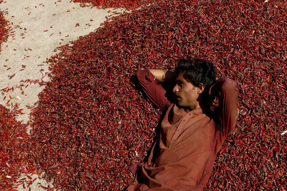 A worker rests on a mound of red chili pepper at the Mirch Mandi wholesale market, in Kunri, Umerkot, Pakistan, October 15, 2022. 