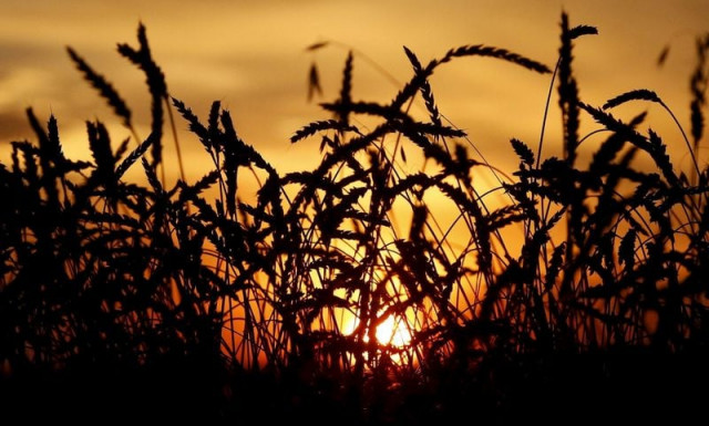 global cereal stocks were expected to ease in 2021 22 but would still be at a comfortable level fao added photo reuters global cereal stocks were expected to ease in 2021 22 but would still be at a comfortable level fao added photo reuters