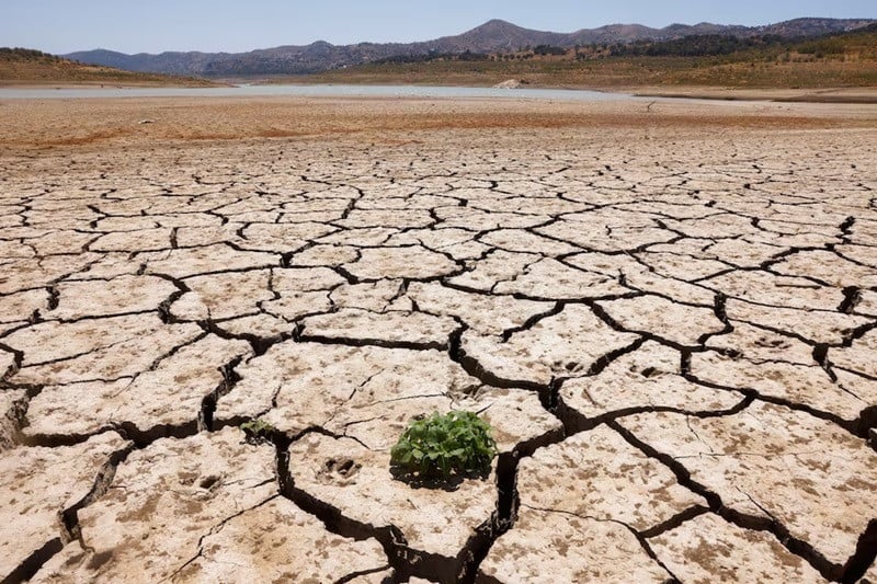 a plant sprouts between the cracked ground of la vinuela reservoir during a severe drought in la vinuela spain august 8 2022 photo reuters