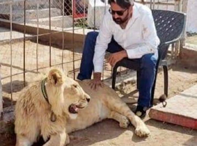 lahore man faces jail term for keeping lion as pet