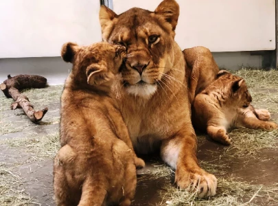 african lioness gives birth to two cubs at lahore safari park