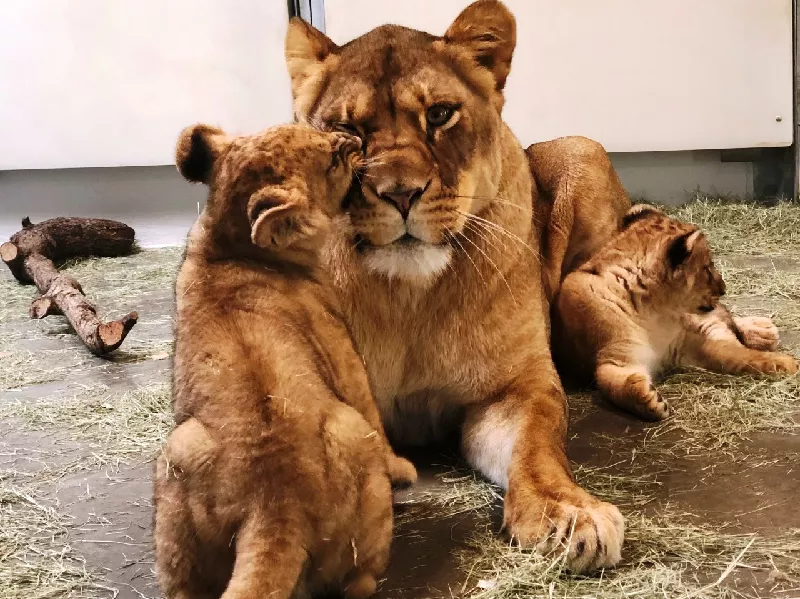 lahore safari park has the highest number of lions and tigers photo express file lahore safari park has the highest number of lions and tigers photo express file