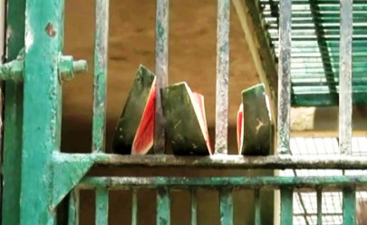 fostering wildlife lahore zoo on track with animal care