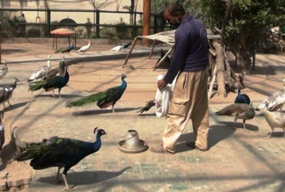 shc issues notices over zoo animals state