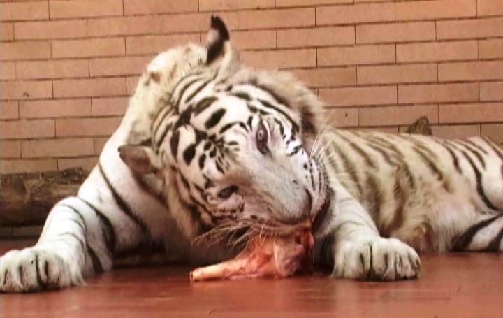 Lahore zoo's big cats up for sale to public - Vimarsana News
