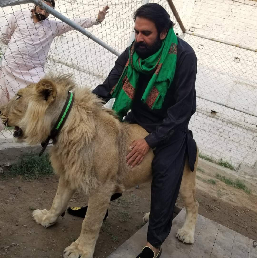 lion as a pet