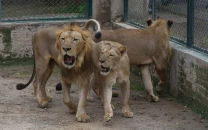 lahore safari zoo cancelled an auction of lions from its growing pride and said it would expand current facilities instead photo afp