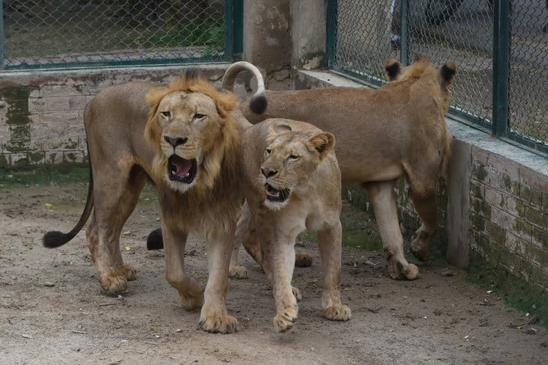 lahore safari zoo cancelled an auction of lions from its growing pride and said it would expand current facilities instead photo afp