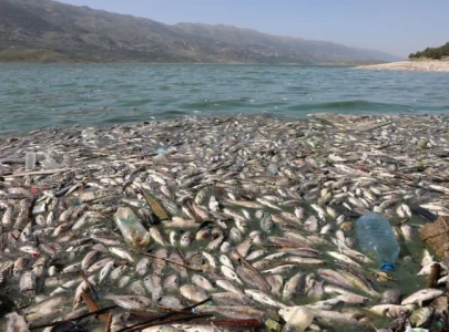tonnes of dead fish wash up on shore of polluted lebanese lake