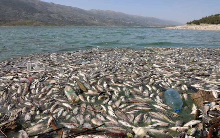 dead fish are seen floating in lake qaraoun on the litani river lebanon april 29 2021 picture taken april 29 2021 reuters mohamed azakir