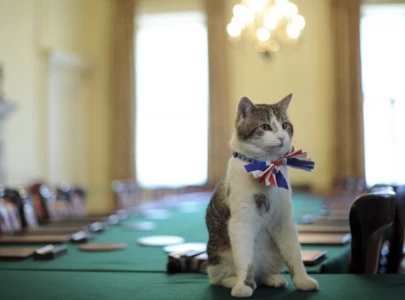 keir starmer introduces new kitten to downing street faces challenges with security keir starmer introduces new kitten to downing street faces challenges with security