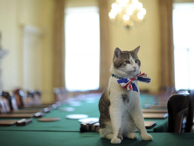 keir starmer introduces new kitten to downing street faces challenges with security keir starmer introduces new kitten to downing street faces challenges with security
