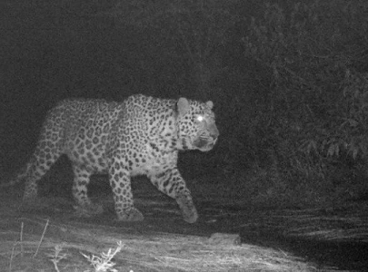mhnp becoming thriving habitat for leopards