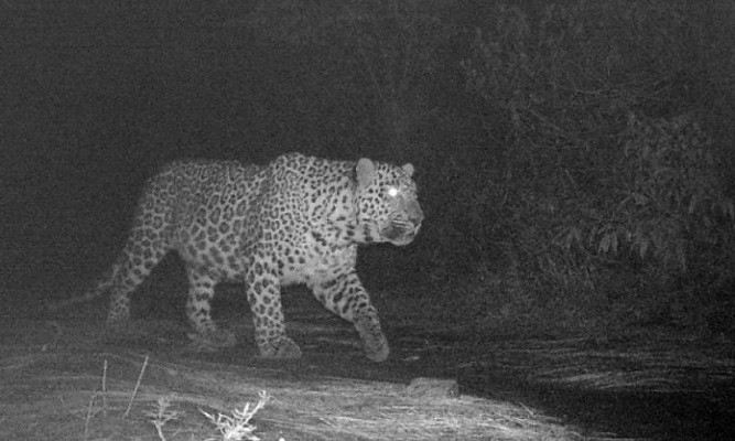 in this undated photo an endangered leopard is viewed on the margalla hills photo app