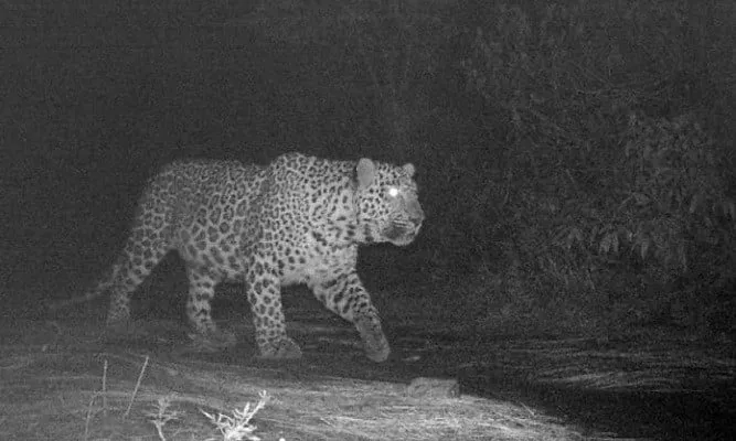 in this undated photo an endangered leopard is viewed on the margalla hills photo app in this undated photo an endangered leopard is viewed on the margalla hills photo app