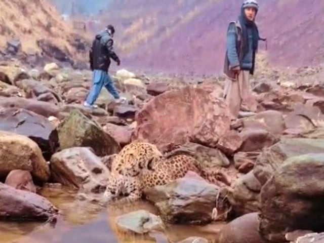 injured leopard rescued in ajk transported to islamabad injured leopard rescued in ajk transported to islamabad