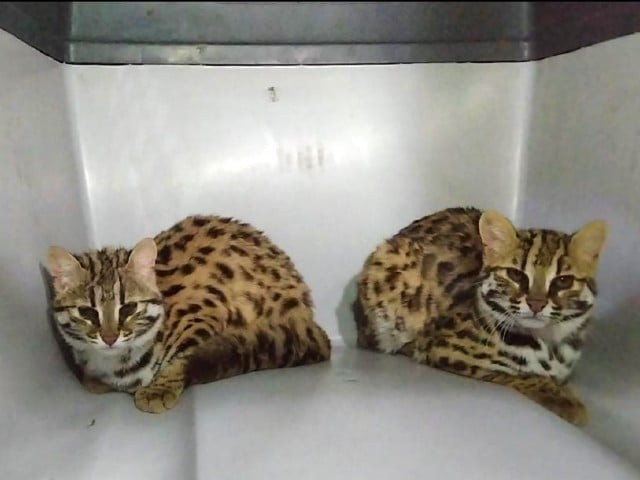 leopard cats recovered from karachi s empress market leopard cats recovered from karachi s empress market