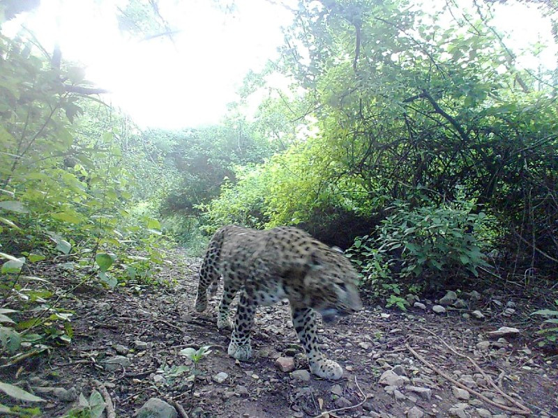 software identifying the leopards distinctive rosette patterns has shown seven of the big cats are in the area photo twitter rinasaeed