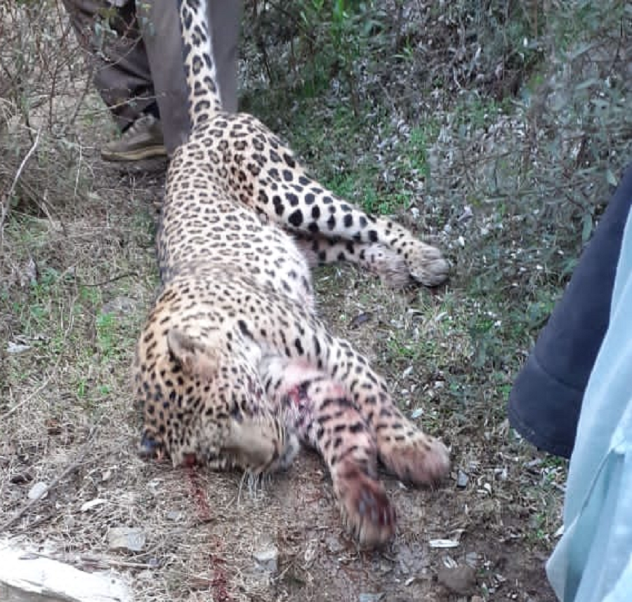 Leopard attacks man before being killed by mob in K-P