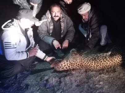 leopard attacks man before being killed by mob in k p