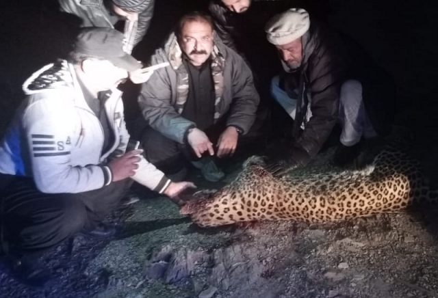 body of leopard has been for medical examination to ascertain cause of death photo express body of leopard has been for medical examination to ascertain cause of death photo express
