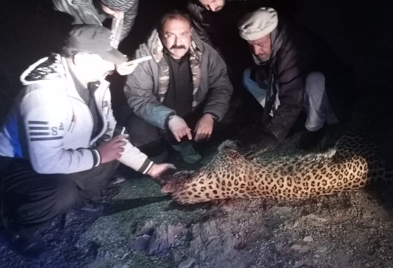 body of leopard has been for medical examination to ascertain cause of death photo express