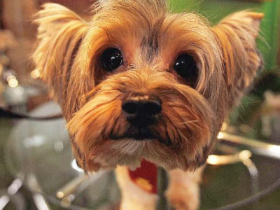 new brazil restaurant goes to the dogs