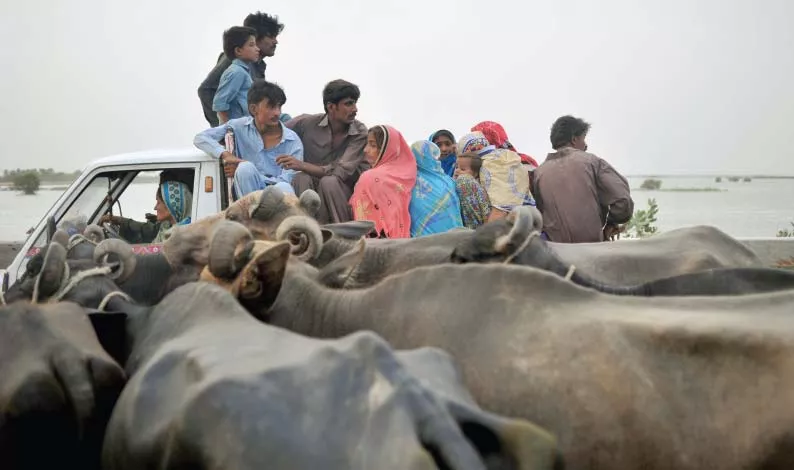 animal waste burning market dynamics trump regulation