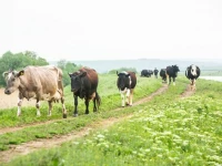 shrinking pastures threaten rural livelihoods