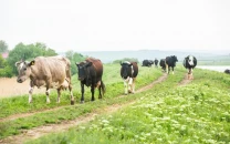 shrinking pastures threaten rural livelihoods