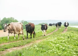 floods ruin 1 3m acres of farmland floods ruin 1 3m acres of farmland
