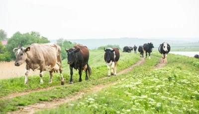 rs300m livestock fibre project planned