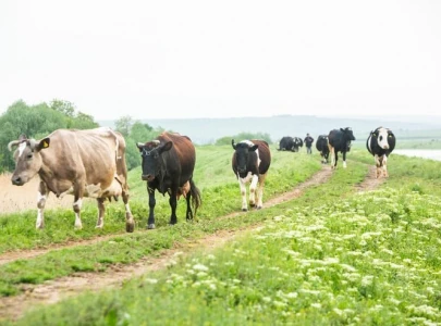 floods ruin 1 3m acres of farmland